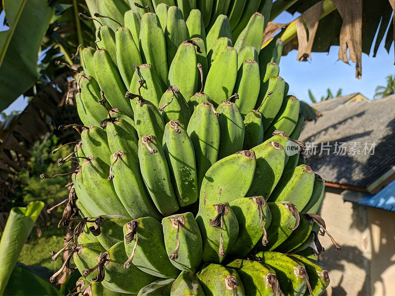 早晨的香香蕉(Musa acuminata × balbisiana)